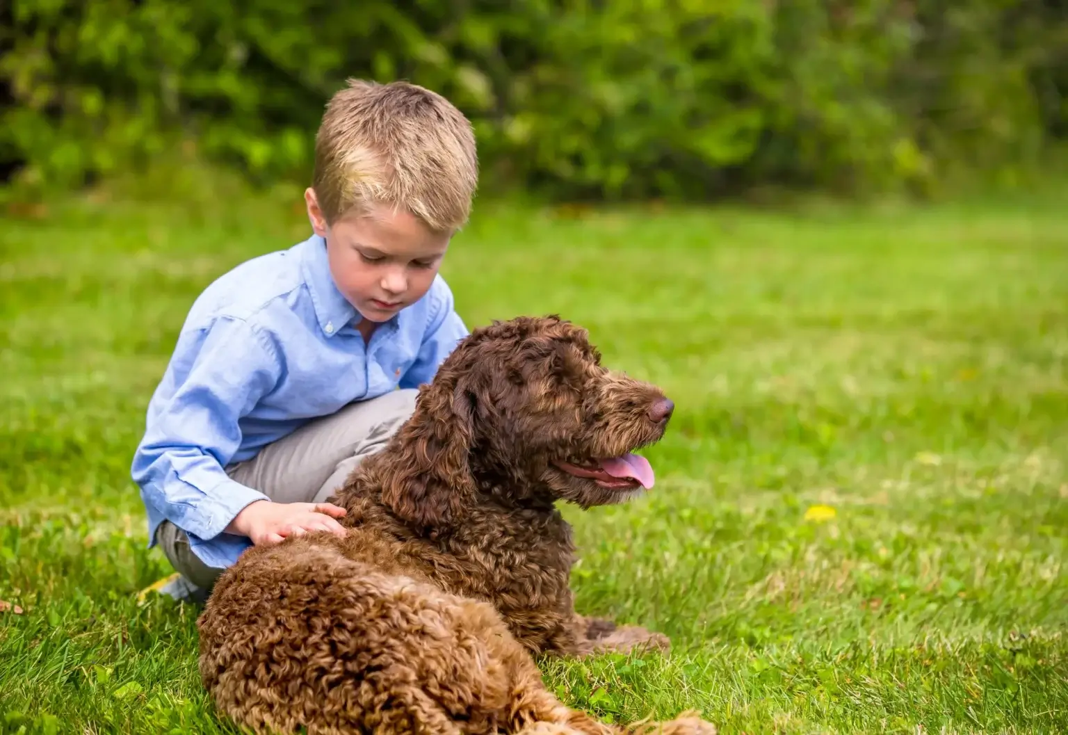 Invisible dog fence companies hotsell